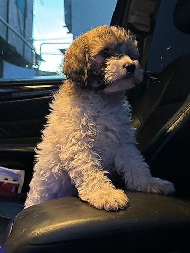 en ucuz itler: Peyvəndli — 1