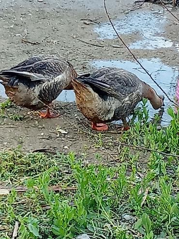qaz şəkli: Məhsul: Qaz cütlüyü (Sibiryak/Çin qozboyun tipli) Təsvir: - — 5