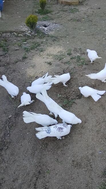 Enniquyruğlar satılır. Hazır Cütlərdə var təklərdə biri 15 manat sec