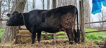 anqus dana: Dişi, Holsteyn, il: 2, 850 kq, Südlük, Ödənişli çatdırılma — 2