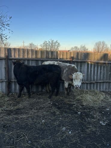 Atlar: Satılır 2 baş super dana — 3