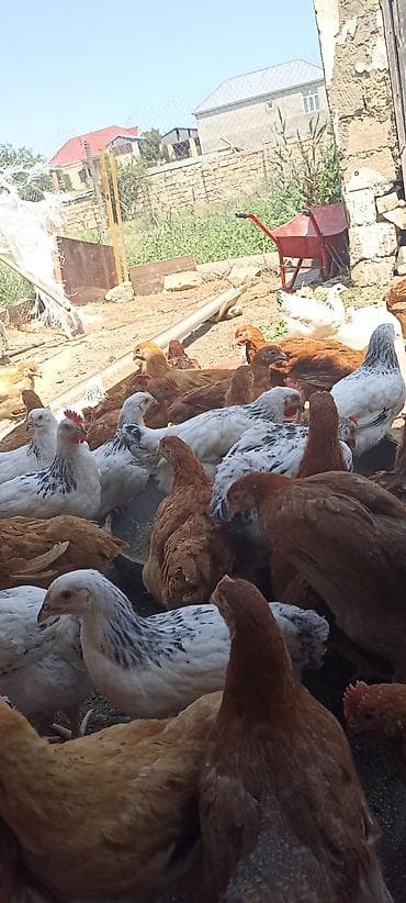 heyrati toyuq: SARAY 4 AYINA KECMIS HƏYƏT ŞƏRAITI ORGENMIŞ SUOER COLPALAR — 2