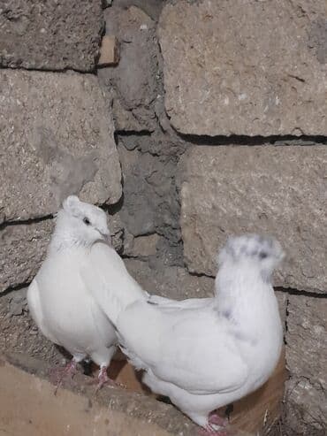 Heyvanlar üçün mallar: Miz kekil iran quşları satılır 1 cüt erkey dishi1 dene qızhın erkey 1 — 1