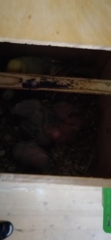 Pişiklər: Bir cüt quş və 4 balası . balalar 3 həftəlik quşlardı. saglamlamdılar — 2