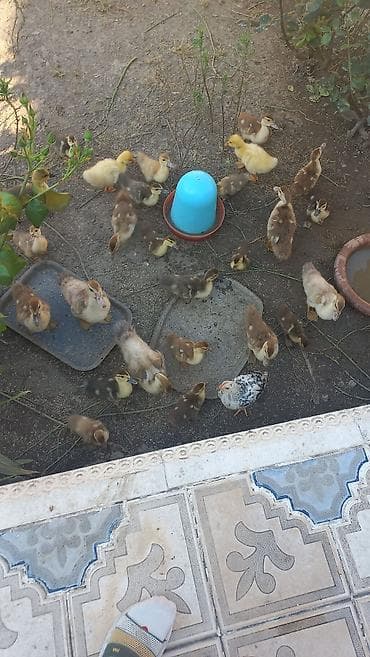 xaski gence: Məhsul: Ördək cücələri (muscovy/indo-ördək balaları) Təsvir: - — 1