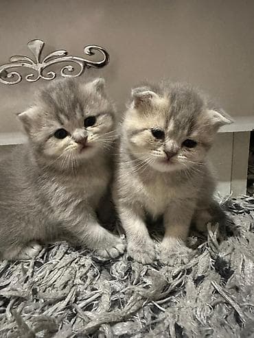 siyam pişiyi: Şotland yastı qulaq — 8