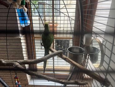 quş qəfəs: Ajerella 4 ayliq elde tutulabilen dislemeyen tam saglam qusdur ozunuze — 4