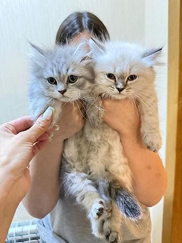 pisi: Şotland uzun tüklü — 2