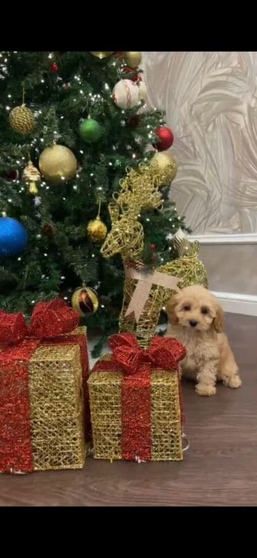 С/х животные и товары: Пудель, 2 месяца, Самка, С прививками, Самовывоз — 1