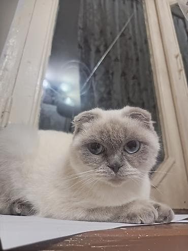 Pişiklər: Şotland yastı qulaq — 3