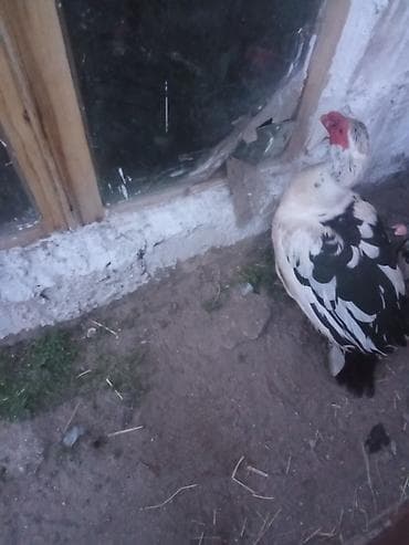 Heyvanlar üçün mallar: Lal ordey iki fere Macar 25manat bir yerli erkey 30manat iki erkey — 4