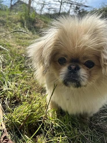 taxda qefes: Pekines, 10 ay, Erkek — 2