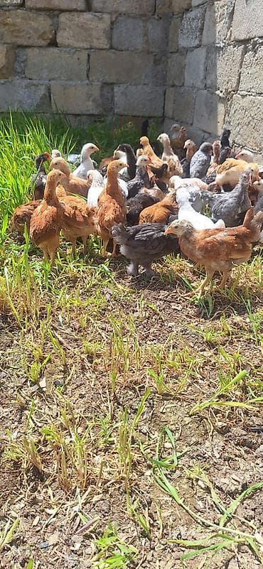 cuceleri: Toyuq cücələri, Damazlıq — 8