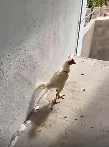 rengli baliqlar: Çətin tapılar Ağ Heyratı - 3 toyuqla da dəyişirəm - Rəng: tam ağ — 2
