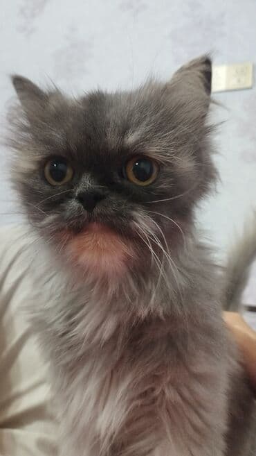 british pişik qiymeti: Britan, Dişi, Yaxşı əllərə — 1