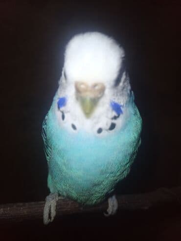 отдам в добрые руки: Her şey ile 50m yuva+qefes+yemqabı+suqabı 60dan 50e saldım bala varib — 2