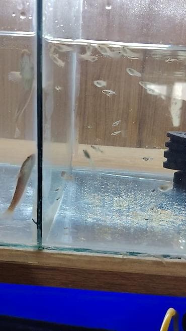 gəncə it: Yırtıcı — 5