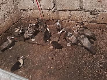 kend colpası: 8 ədət 2 aylıq Macar+ Lavanda, 5 ədət 1 aylıq zümrüdü lal ördəklər — 1