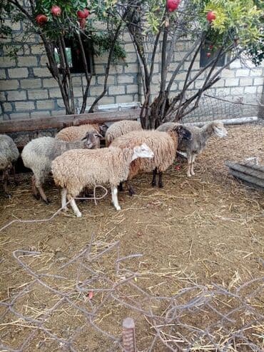 cins ineklerin satisi 2019: Qoyun quzu damazliq — 6