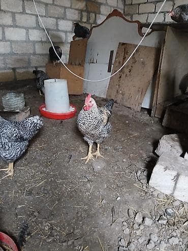 tap az heyvanlar: Toyuqlar — 3