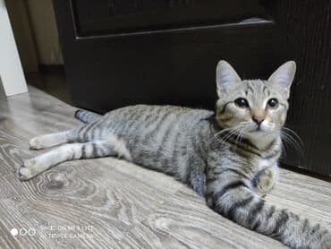 pulsuz sahiblendirilir: Tabbi, Erkək, Yaxşı əllərə, Pulsuz çatdırılma — 3