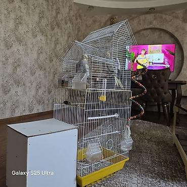 danışan quşlar: Nymph (kakadunimf) tutuquşusu (erkek ile disi), iri qəfəs və — 5