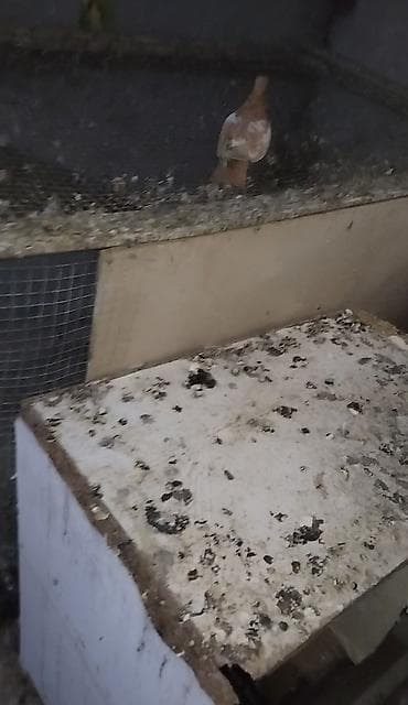 ev quslarinin satisi: Paqonu darı çalka mayadı hazır mayadı kıme maraüğli olsa vıdyosuda var — 3