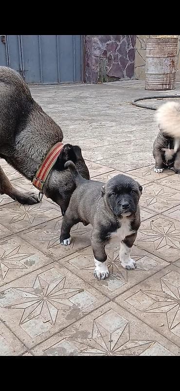 Digər heyvanlar: Alabay — 6