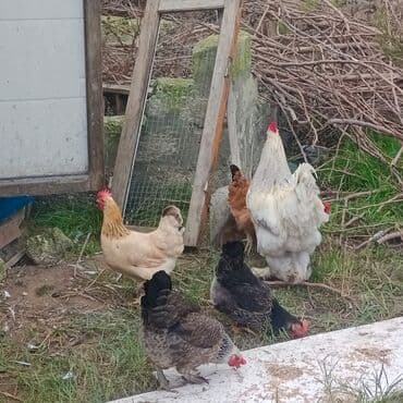 Gəmiricilər: Brama xoruzu 1 illik iri xoruzu 45 AZN 4 eded toyuq yumurtuyurlar — 6