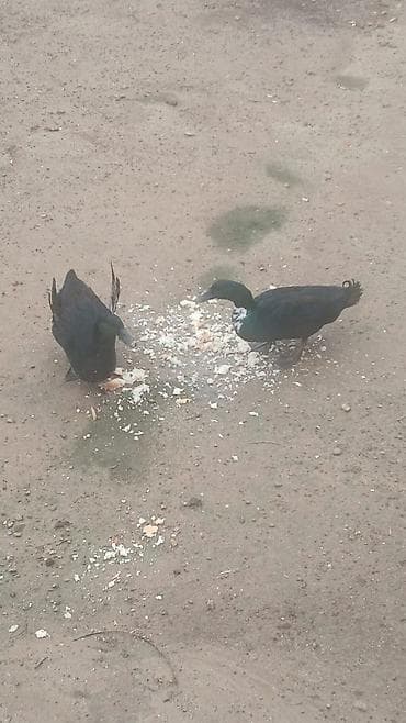 ordeyler: Erkək, | Lal ördək, Damazlıq — 4