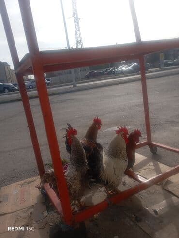 en cox sud veren inekler: Məhsul: Xoruzlar Təsvir:8 ededdi3 u toyuq 5i xoryzdu - Şəkillərdə bir — 2