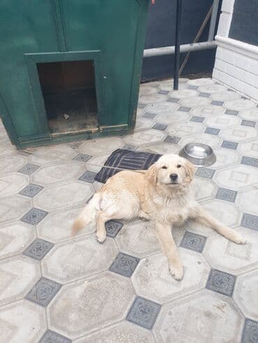 heyvanlar: Kolden Rotfeller qiyməti 700 yuva qarşıq — 3