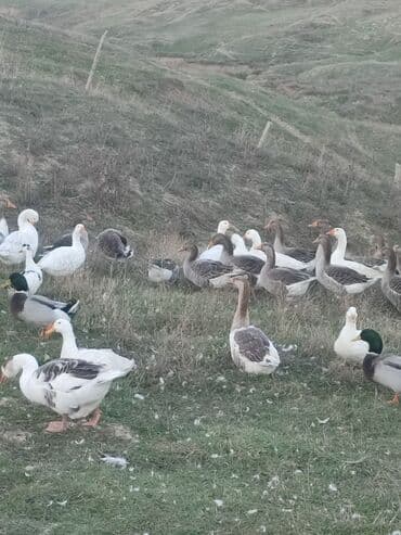 купить собаку в: Qazlar
8 ayliqdilar çekileri 3.5 dan 4.5 kimidi — 1