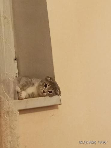 heyvanlar ucun mallar: Şotland yastı qulaq, Erkək, Cütləşmə üçün — 2
