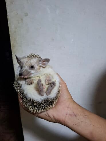 heyvan az: Afrika pigmey kirpisi – ev heyvanı - Kiçik ölçülü, əl ölçüsündə — 1