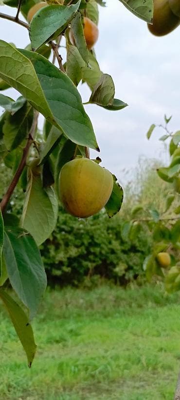 saf su: Salam ərazi Mingəçevirə çox yaxın Günəşli qəsəbəsinin yanında cəmi — 4