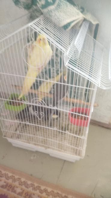 quş üçün qəfəs: Nimfa (Cockatiel) tutuquşuları və qəfəs dəsti - Növ: Nimfa/cockatiel — 2