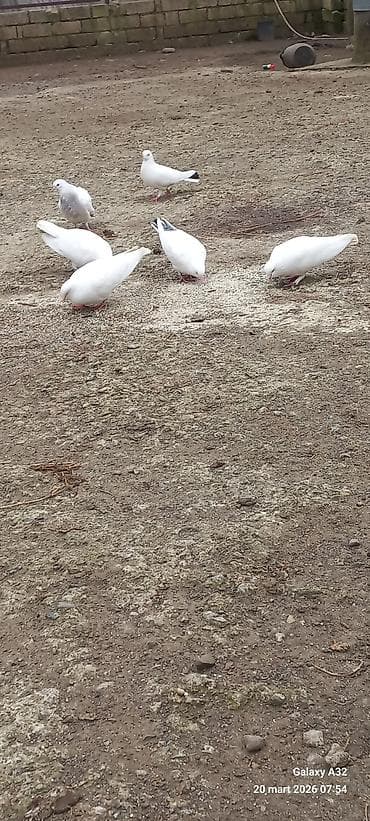 goyərcin satılır: Salam.Tam sağlamsuper uçuşları olan ağ və qara quyruq,bozla ağın — 4