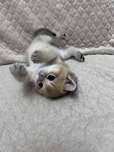 dana heyvan: Britaniya qızılı kölgə (golden shaded) pişiyinin balası - Yaş: çox — 3