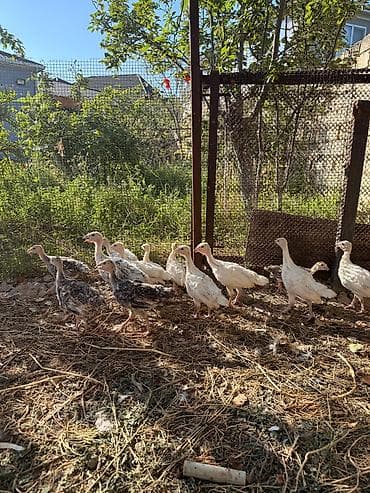rengli cuce: Hinduşka cücələri – yerli təsərrüfatdan - Növ: hinduşka (qarışıq — 4