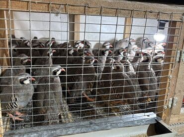 kopek qiymeti: Təcili olaraq 7-8 aylıq iri yumurlaq damazlıq kəkliklər satılır — 3