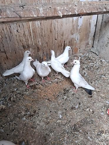 danisan quslar: Ağ rəngli göyərçinlər – eyni yuvalıqdan olan, zərif bədən quruluşlu və — 2
