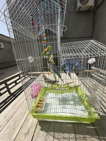 Açıq rəngli, metal qəfəs, müxtəlif növ quşlar üçün nəzərdə tutulub