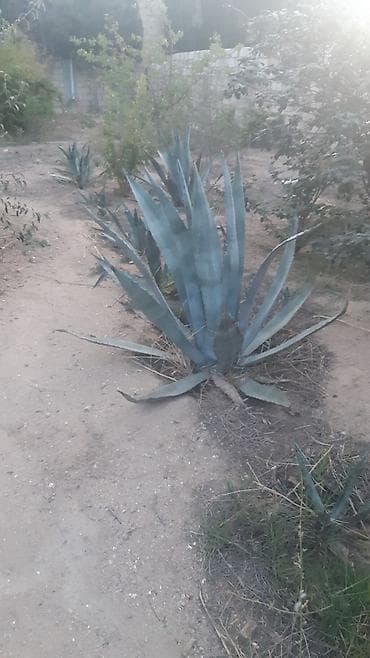 karbamid gübrəsi: Aqava və palma bitkiləri - Aqava americana (yaşıl-zolaqlı və mavi-boz — 2