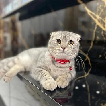 Птицы: Шотладская вислоухая — 3