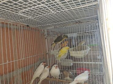 Salam. opşi 8eded amadin Amadin zebra aglar qalib 2eded Amadin risovka