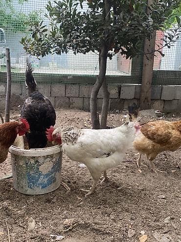 bala afcarka: Toyuq, Yumurtalıq, Ünvandan götürmə — 6