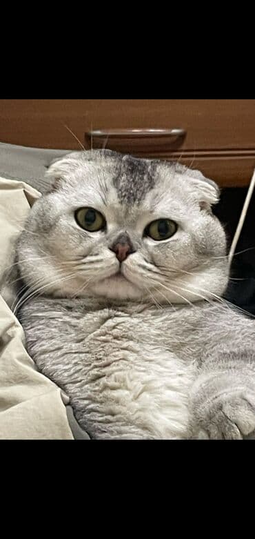 İnformatika: Şinşilla, Erkək, Cütləşmə üçün — 1