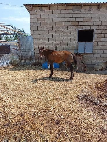 heyvanlara verilen adlar: 310 m son qiymətdir dayça saatlıdadır dişidi — 2