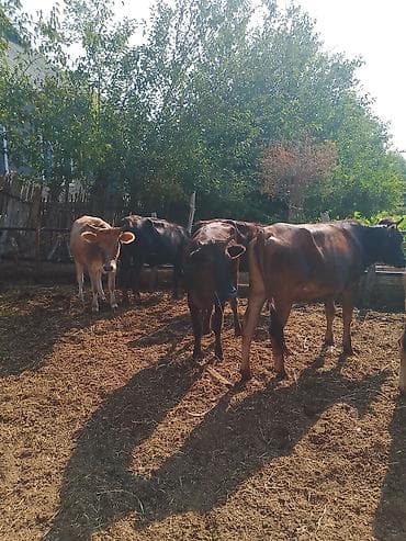 ucuz it yemleri: Dana, buzov, Dişi, Holsteyn, ay: 1, 110 kq, Damazlıq — 7